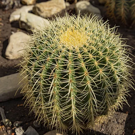 شقة Menada Rainbow