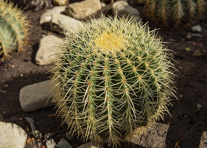 Daire Menada Rainbow